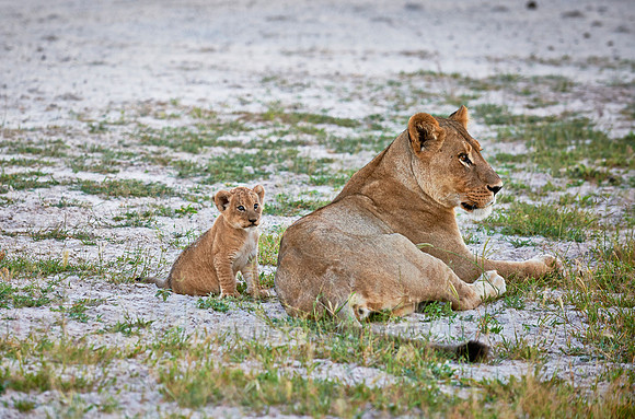 lioness with very young cub