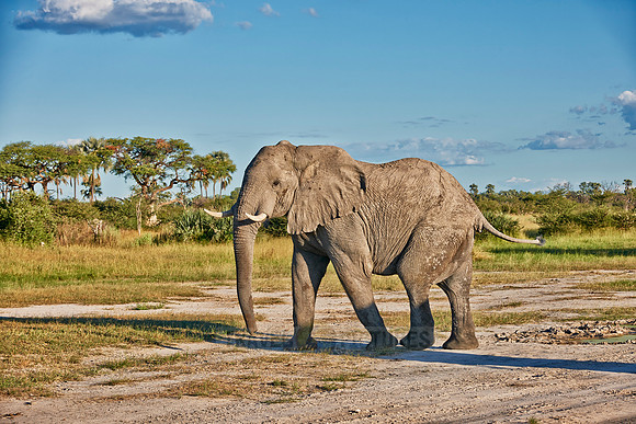 nervous African elephant