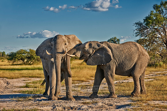 two fighting male African elephants