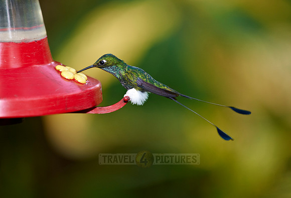 Booted Racket-tail (Ocreatus underwoodii)