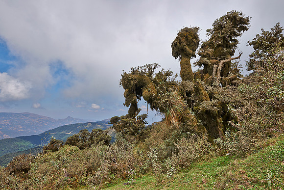 cloud forest of La Siberia
