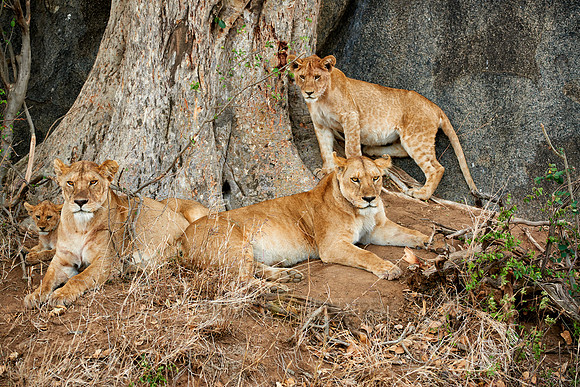 lion family