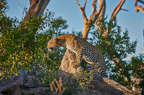 leopard (Panthera pardus)
