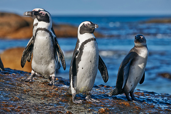 African Penguin