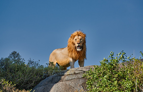 huge male lion on a kopje