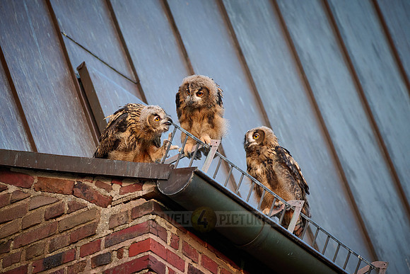 Eurasian eagle-owl (Bubo bubo), three fledglings on a roof