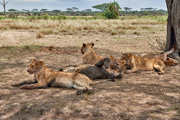 group of lions resting after a dirty kill