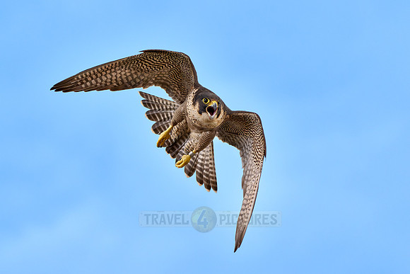 Peregrine Falcon in flight