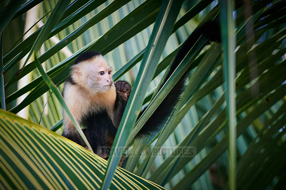 Panamanian white-faced capuchin (Cebus imitator)|