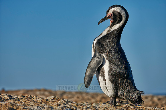 African Penguin