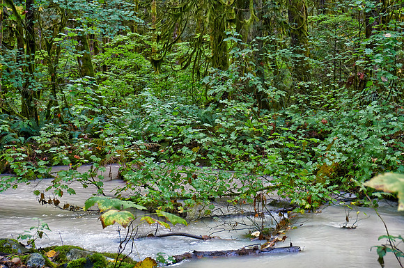 milky river in Great Bear Rainforest