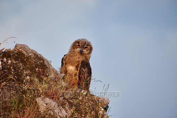 Eurasian eagle-owl fledgling (Bubo bubo) on a rock