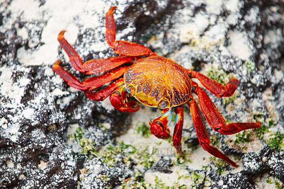 red rock crab, Grapsus grapsus