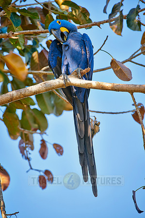 Hyacinth Macaw