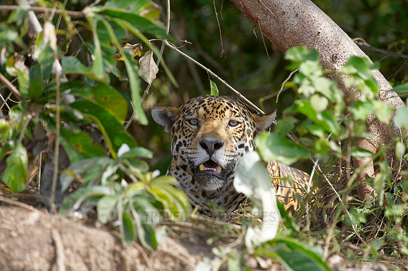 Jaguar, PANTHERA ONCA