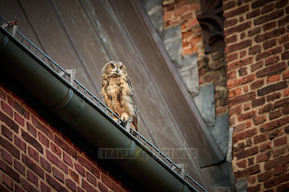 Eurasian eagle-owl (Bubo bubo), fledgling on a roof of a church