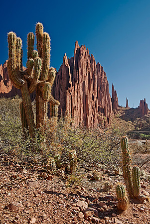 cacti and erosion landscape
