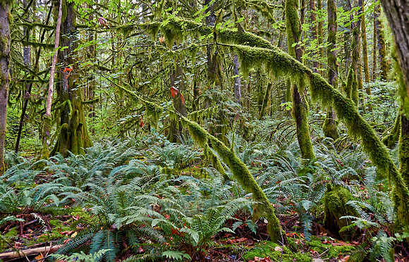 Great Bear Rainforest