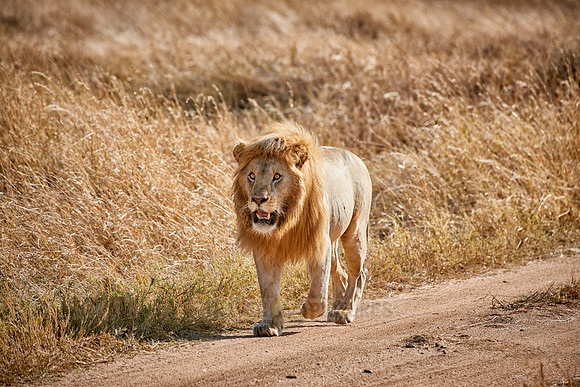 huge male lion walking