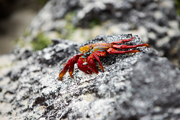 red rock crab, Grapsus grapsus