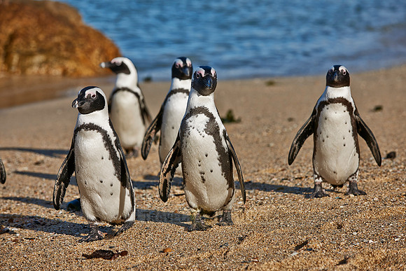 African Penguin