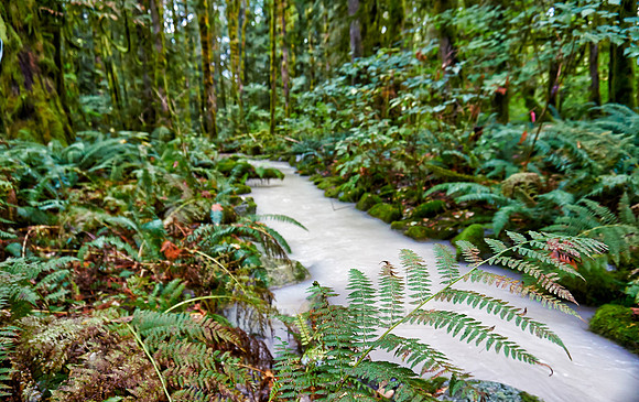 milky river in Great Bear Rainforest