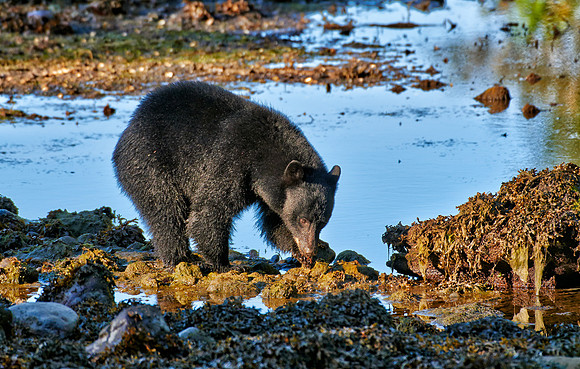young American black bear