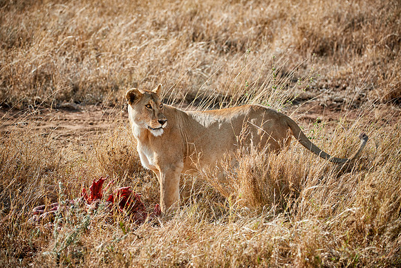 lioness with prey