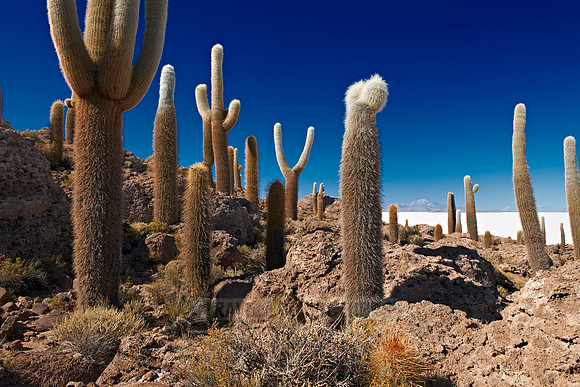 Inkahuasi Island, Salar de Uyuni