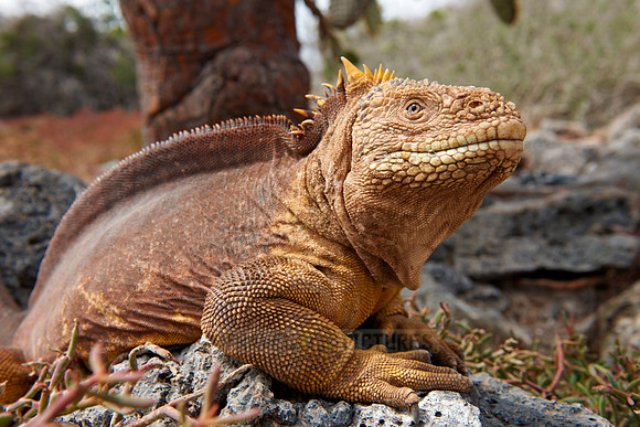 Galapagos Land Iguana