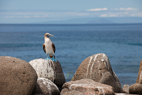 Blue-footed Booby