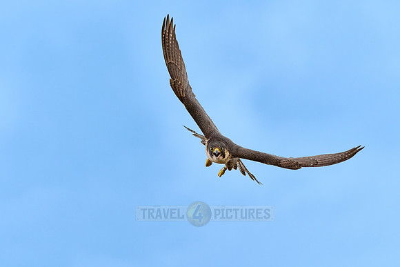 Peregrine Falcon in flight