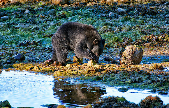 young American black bear