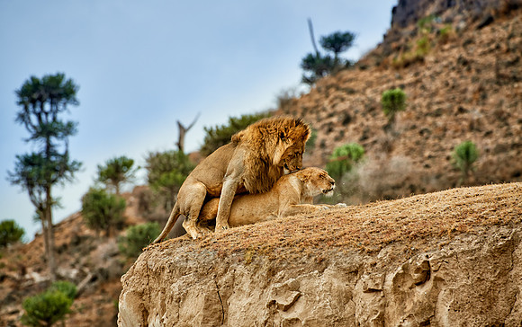 mating lions in Ngorongoro crater