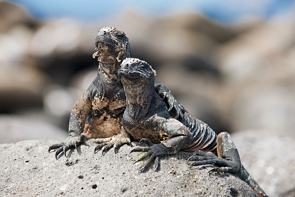 endemic Marine Iguana