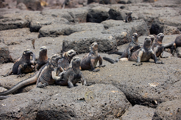 Marine Iguana on cliff