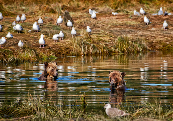 Grizzly bear at Knight Inlet
