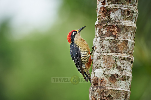 black-cheeked woodpecker (Melanerpes pucherani)
