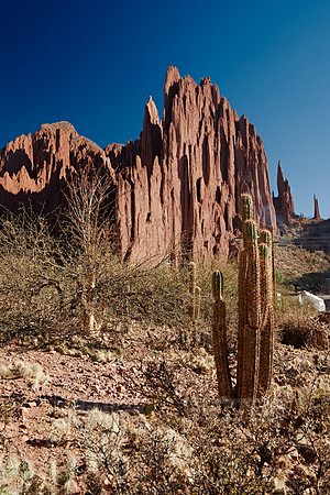 cacti and erosion landscape