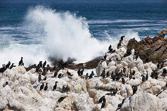 Colony of Cormorant