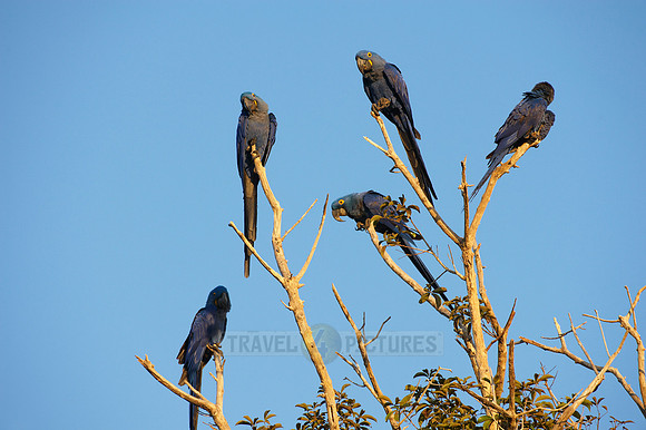 Hyacinth Macaws