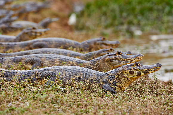 huge group yacare caiman