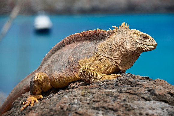 Galapagos Land Iguana