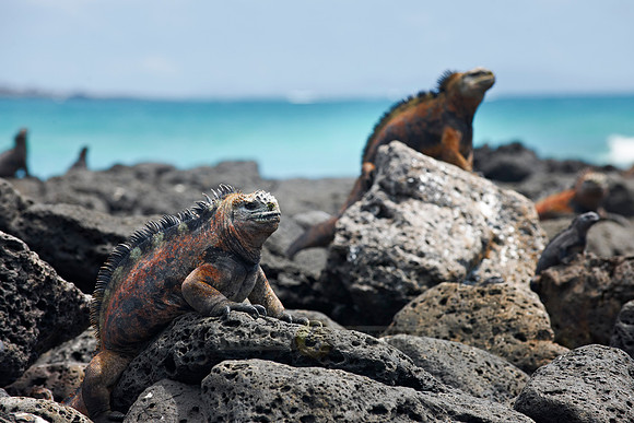 Marine Iguana on cliff