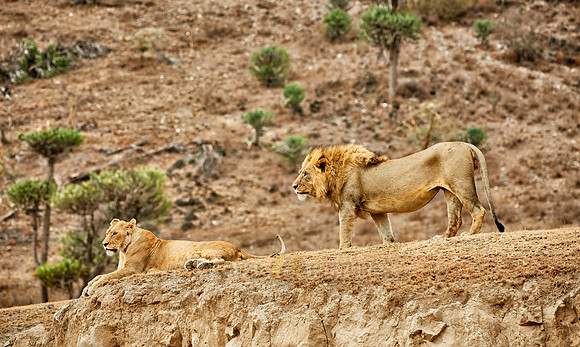 mating lions in Ngorongoro crater