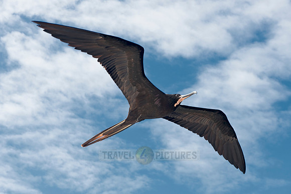 flying Frigatebirds