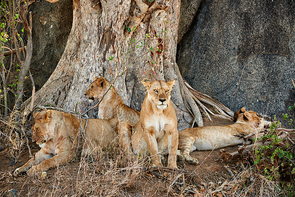 lion family
