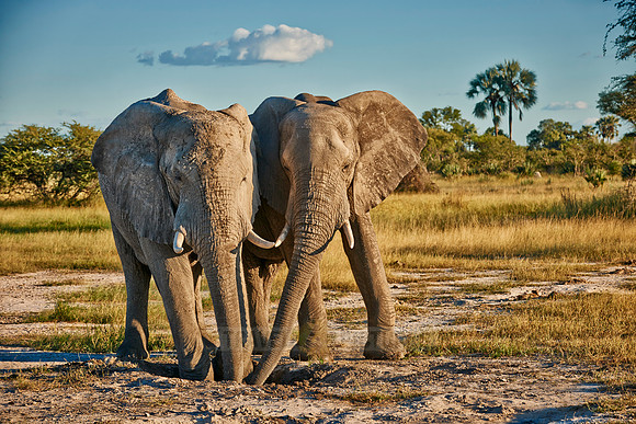 two male African elephant