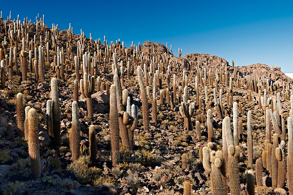Inkahuasi Island, Salar de Uyuni