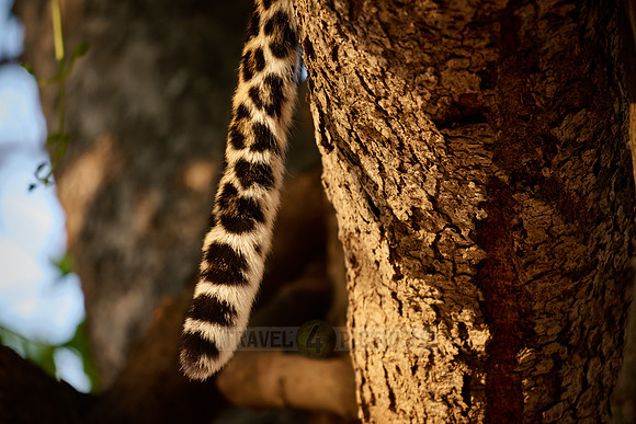 tail of a African leopard (Panthera pardus pardus)